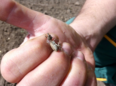 Maize Leaf Weevil (lat. Tanymecus dilaticollis) found in the MyToolBox field trials in Bečej, Serbia